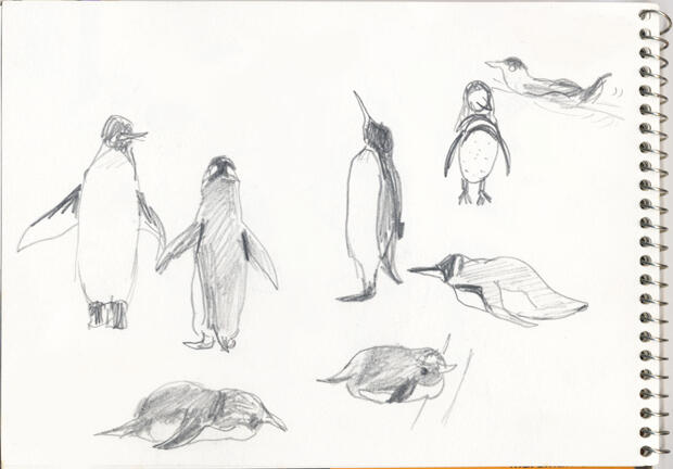 Penguin Penguin