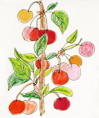 Cherries Cherries