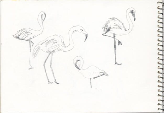 Flamingo Flamingo
